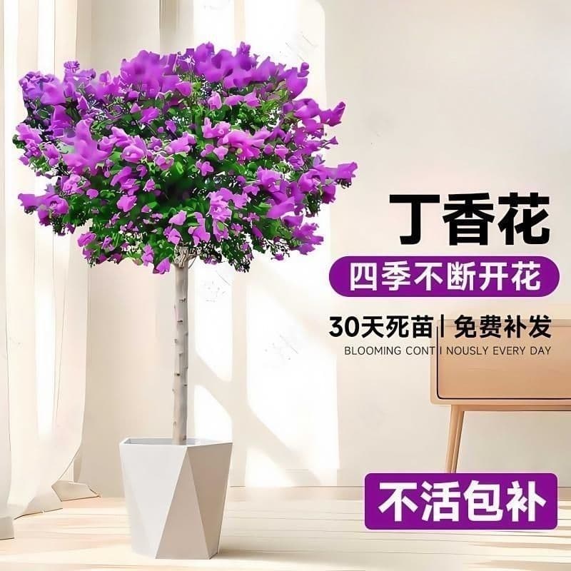 Mosquito and Insect Repellent Clove Flower Saplings for Villa Decoration, Easy to Grow Outdoors in Both Northern and Southern Regions, Hardy Flowers for the Garden, Suitable for All Seasons