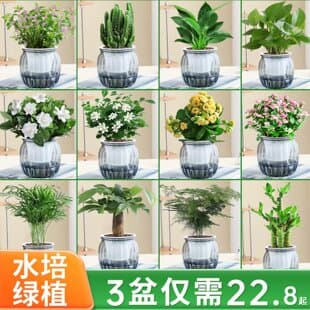 Green Ivy Desktop Plant, Money Tree Potted Plant, Kindergarten Small Green Plants, Office Indoor Succulents, Hydroponic Easy to Grow