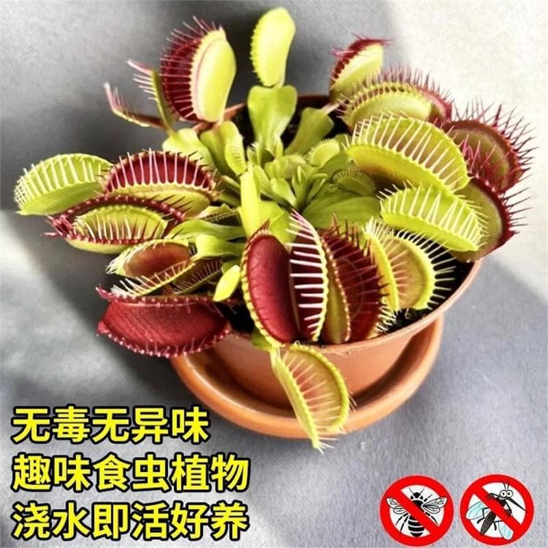 Venus Flytrap Potted Plant, Pitcher Plant Seedling, Carnivorous Plant, Mosquito Trap, Fun Potted Plant, Extra Large Bug Catcher