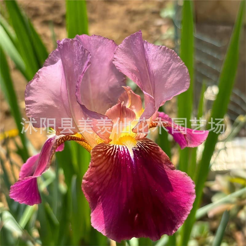 Blue Iris Seeds, Perennial Flower Seeds for Easy Growth, Suitable for Courtyard Landscaping, Potted Plants, Shade Tolerant