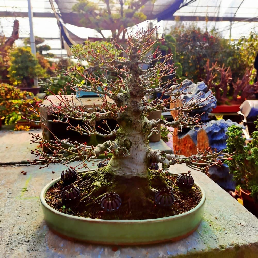Japanese Red Maple Bonsai 'Beni Maiko' Potted Old Stump, Four-Season Red Maple Sapling with Leaves, Indoor Balcony Garden Plant
