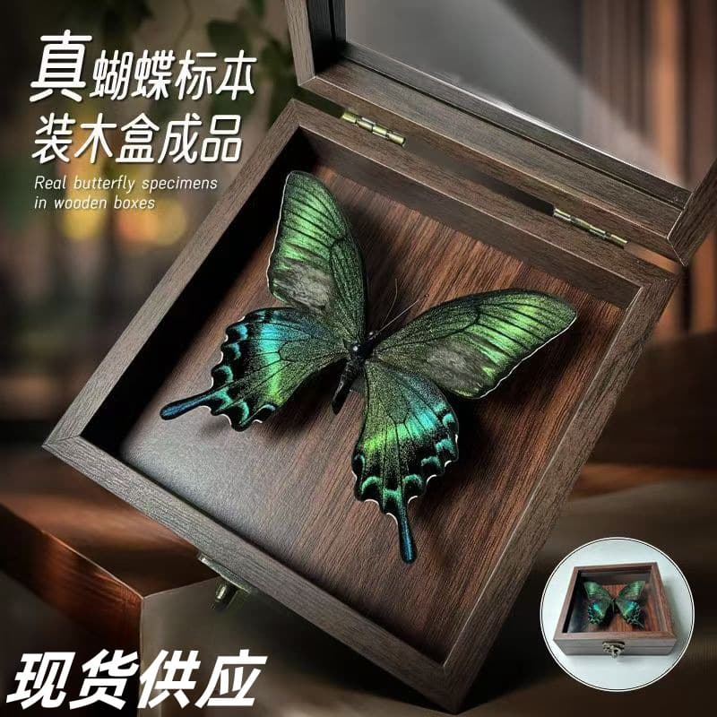 Real Butterfly Specimen Insect Specimen Display Stand Three-Dimensional Frame Shadow Box Picture Frame Landscape Decoration Birthday Gift Present