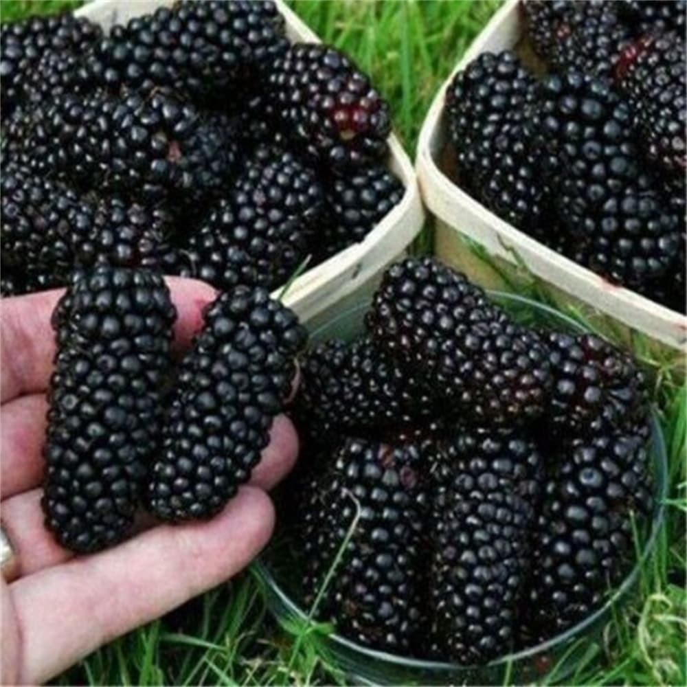 Mulberry Tree Seedling Long Fruit Mulberry Potted Ground Planting North South Planting Bearing Chinese Black Mulberry Seedling