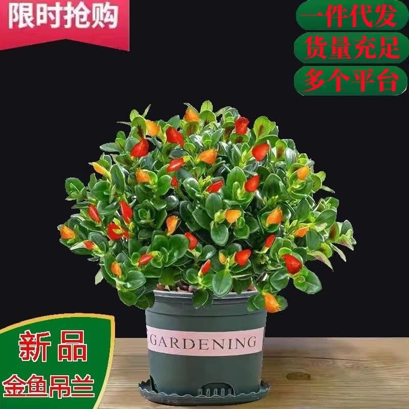 Evergreen Goldfish Plant Hanging Basket Indoor Green Plant Succulent Pothos Easy Care Living Room Plant Flower