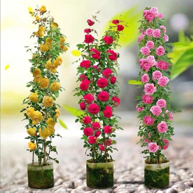 Rose seedlings, climbing roses, large roses, strong fragrance garden, climbing plants, flowering potted plants, European roses bloom year-round