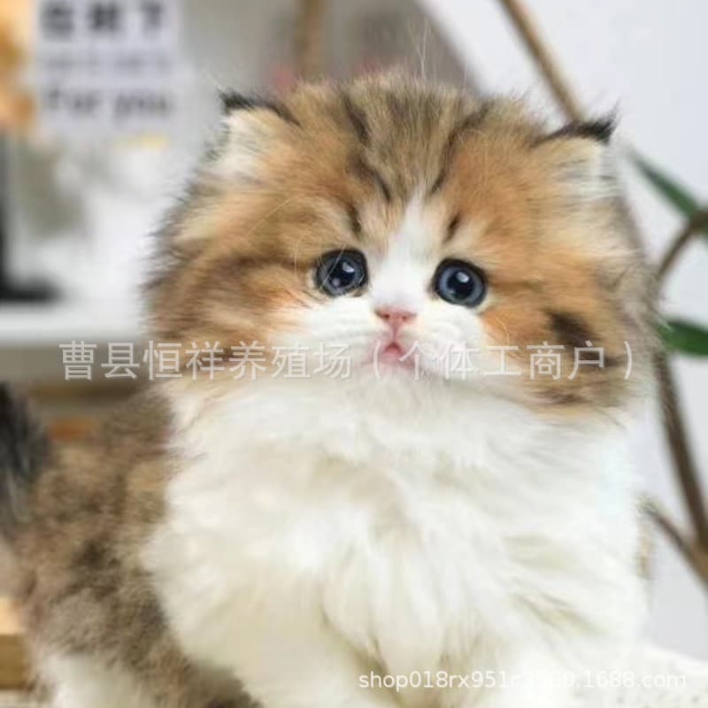 Live Pet Cat: Golden and White Napoleon Kitten, Abyssinian, American Shorthair Kitten