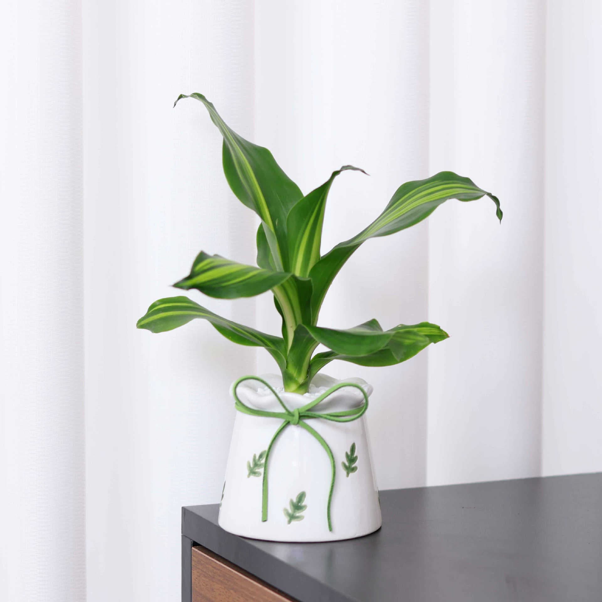 Green Leaf Pattern Pot with Golden Heart Yemen Iron Brazil Iron Indoor Beauty Iron Foliage Plant Easy Care Lazy Green Plant