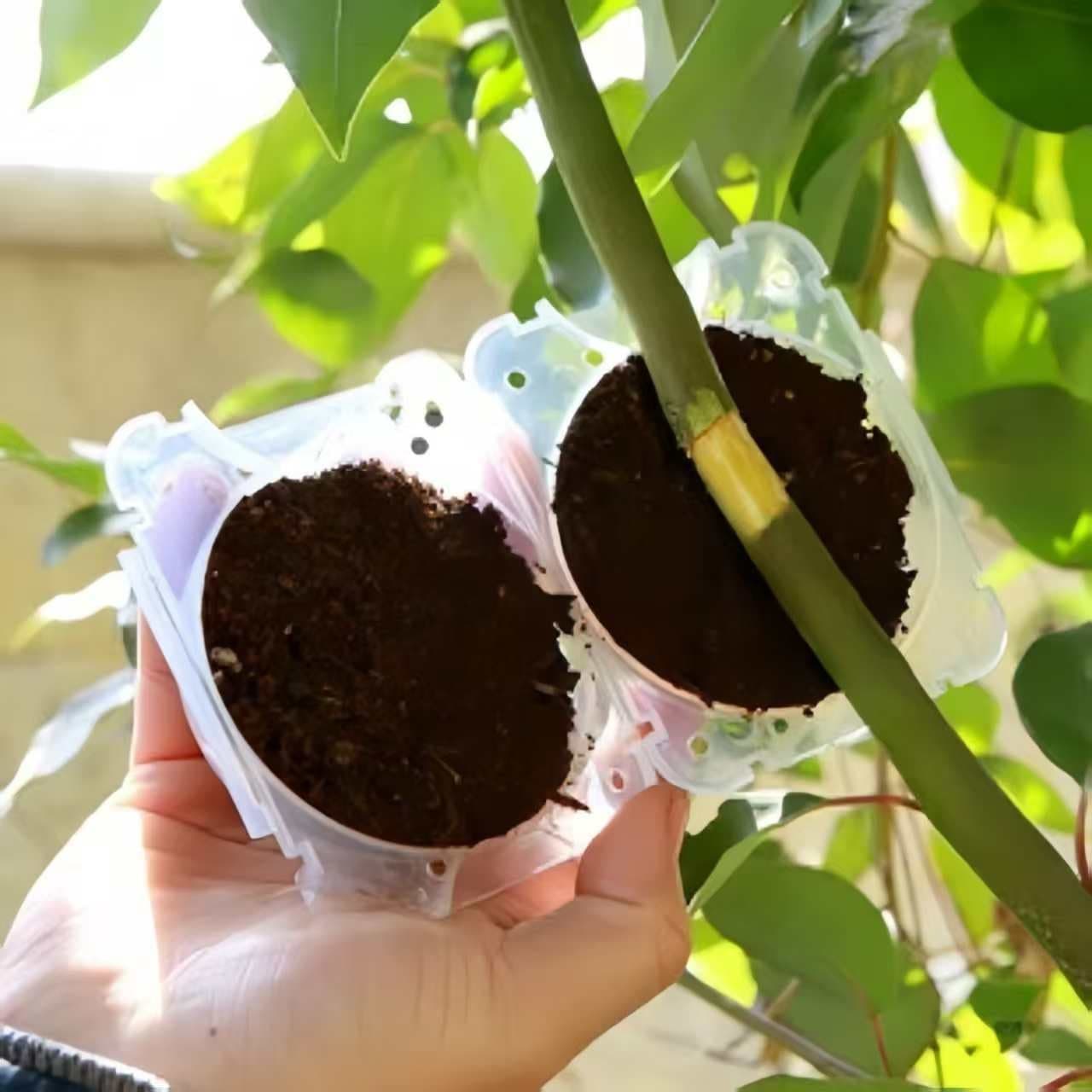 Plant Air Layering Propagation Box, Fruit Tree Grafting Rooting Ball, Cutting Root Control Tool, Tree Branch Gardening Tool