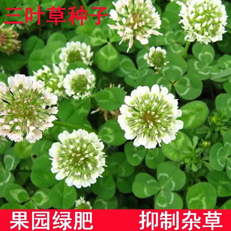 Clover Seeds - White Clover Seeds, Red Clover Seeds, Four-Season Green Lawn, Pasture Grass, Orchard Green Manure, Sow All Seasons
