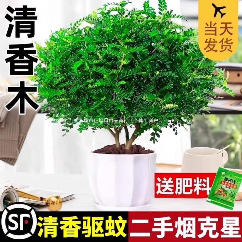 Authentic fragrant pepper wood potted plants, indoor and outdoor mosquito repellent plants, seedlings, old bonsai, Murraya paniculata green plants