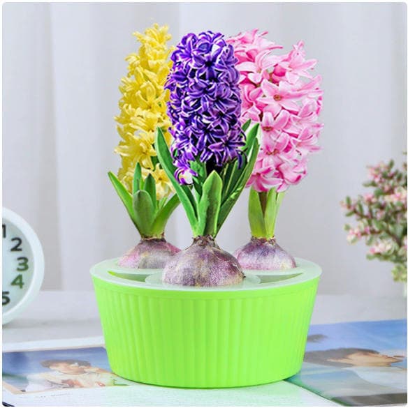 Hyacinth Bulb Hydroponic Kit, Four-Season Water Culture Tulip Flower Plant, Indoor Soil Potted Green Plant, Cold-Resistant