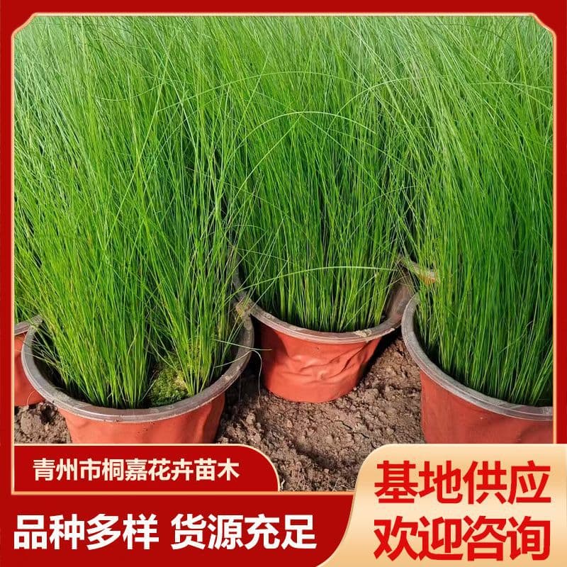 Large supply of perennial grass flowers: Mexican Feather Grass, Fine-stemmed Needle Grass, Fine-leaf Needle Grass