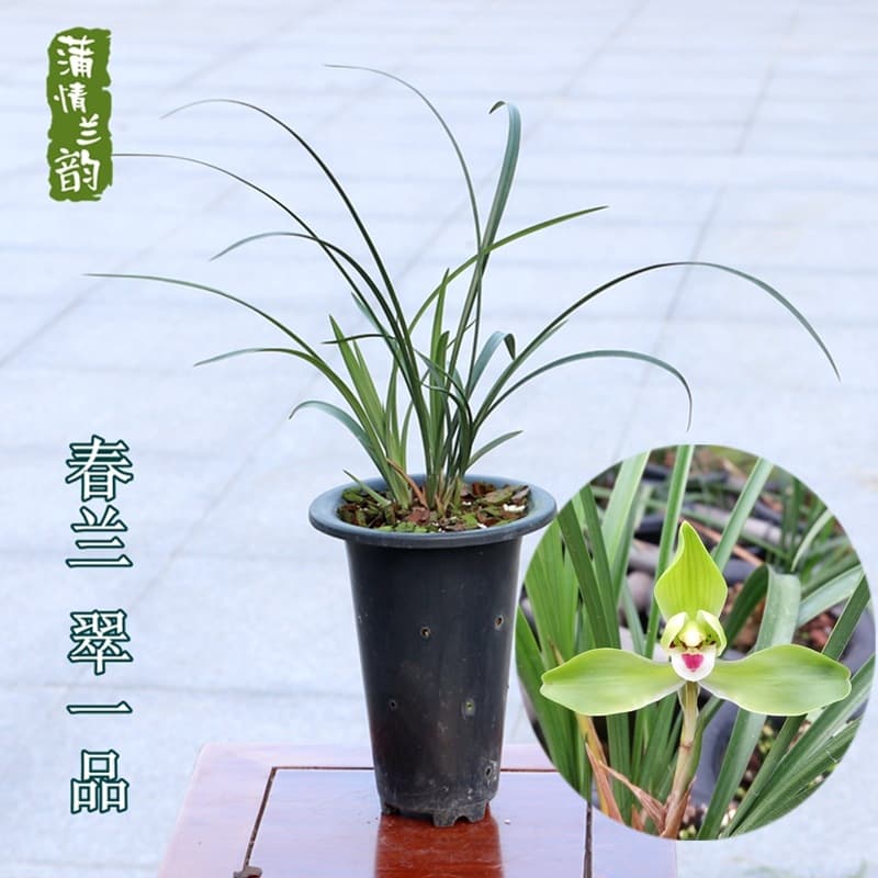 Spring Orchid Cu Yipin, Potted Plant, Highly Fragrant Flower, Easy to Grow Indoors and Outdoors