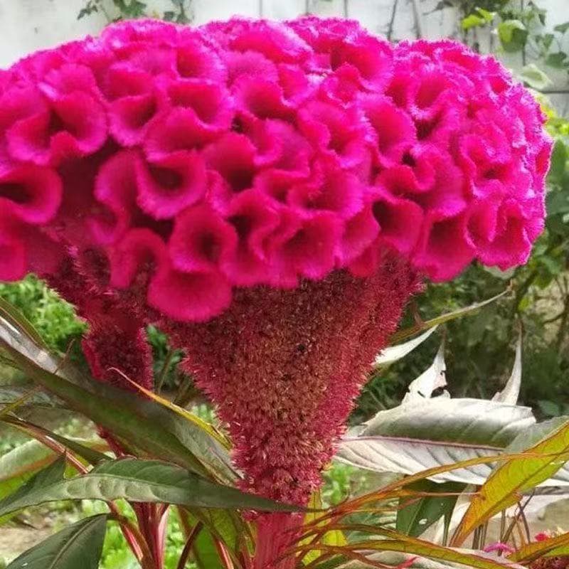 Cross-border Seeds Cockscomb Flower Seeds Flower Grass Seeds Flower Seeds Wholesale