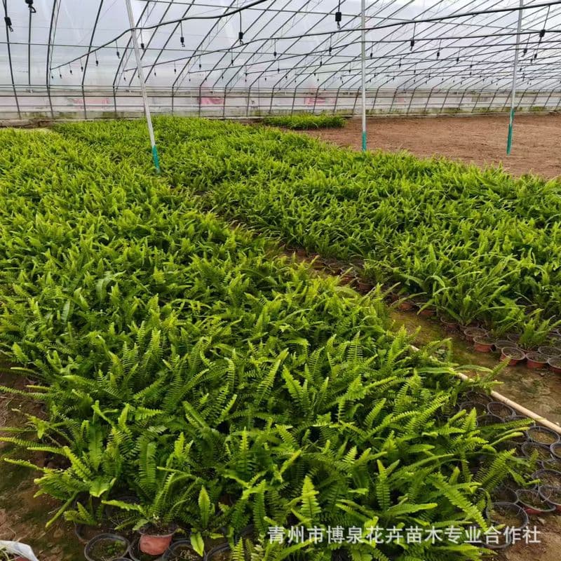 Nephrolepis cordifolia (Boston Fern) Seedlings Wholesale, Shade-Tolerant Ground Cover Plant for Landscape, Cold and Moisture Resistant, Survival Guaranteed