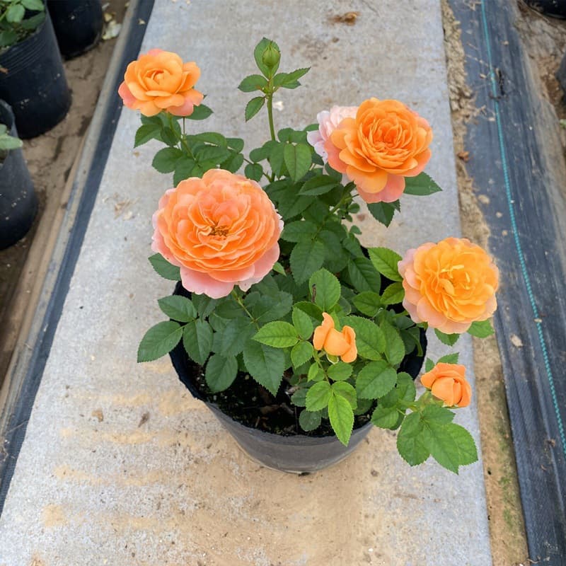 Large-flowered Fragrant Rose 'Juice Balcony' Garden Plant Potted Perennial Rose Seedling with Flower Buds