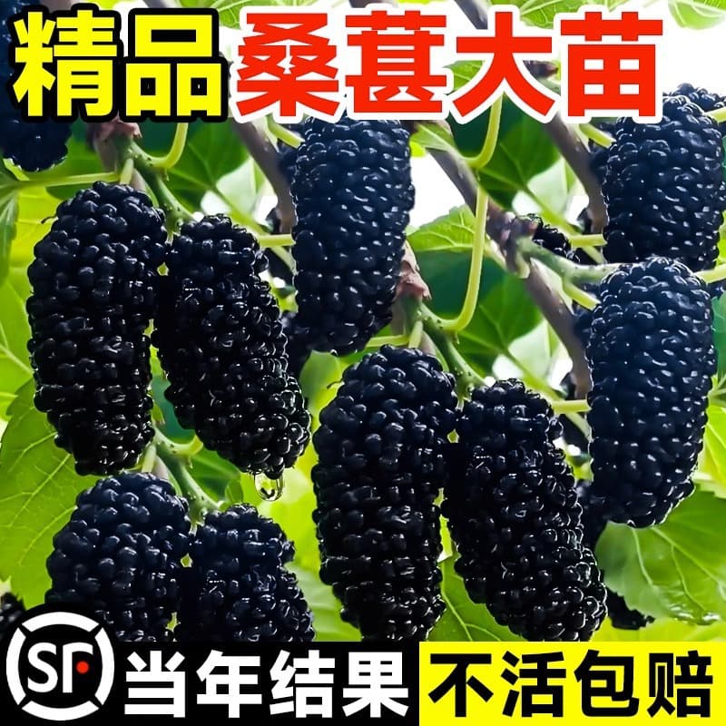 Mulberry Tree Saplings, Fruit Trees, Fruit Seedlings, Suitable for Ground Planting and Potted Cultivation in Both Northern and Southern Regions, Grafted Large-Leaf Mulberry Saplings, Mulberry Seedlings That Bear Fruit in the Same Year