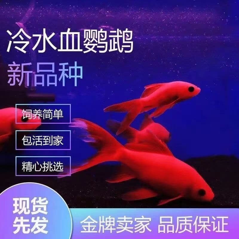 Coldwater Blood Parrot Cichlid Red Fish, Easy to Keep, Hardy Coldwater Ornamental Fish, Goldfish, Koi