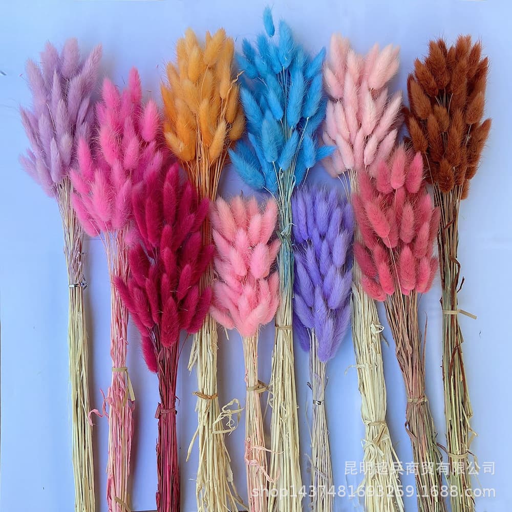 Dried Flower Rabbit Tail Grass, White Rabbit Tail Grass, Bunch of 50