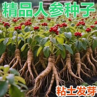 Changbai Mountain Ginseng Seeds Authentic Wild Ginseng Easy-to-Grow Chinese Medicinal Herb Ornamental Potted Plant 50 Seeds Pack Cross-Border Exclusive