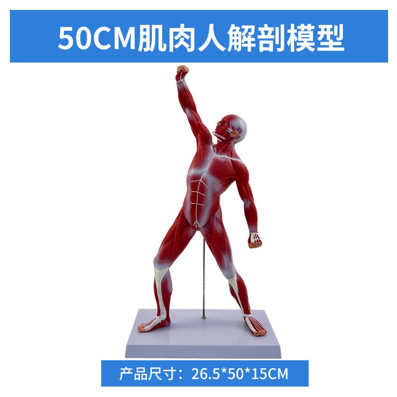 Human Muscle Model 50cm Full Body Muscle Structure Anatomy Human Movement Muscle Model