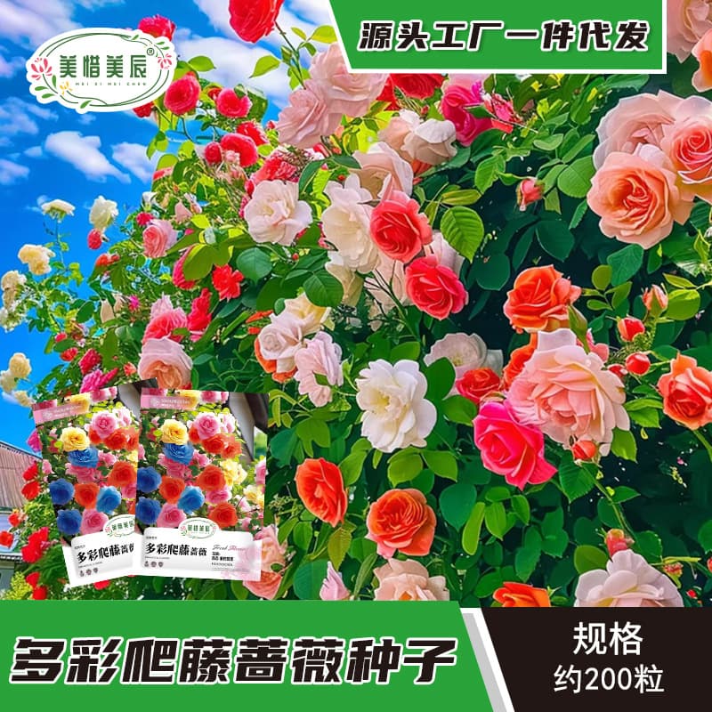 Climbing Rose Seeds for All-Season Sowing and Blooming, Climbing Rose Plant Seeds for Outdoor Garden Flowers