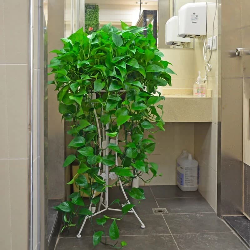 Large pot of trailing pothos with long vines, hanging green plant for office interior, large-leaf pothos hydroponic flower, easy to grow, trailing vine plant