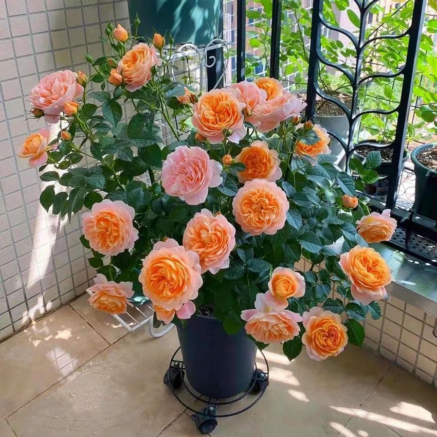Yunnan Direct Ship European Rose Seedlings with Buds for Balcony, Courtyard, Potted Garden, and Ground Planting, All-Season Blooming Flower Factory