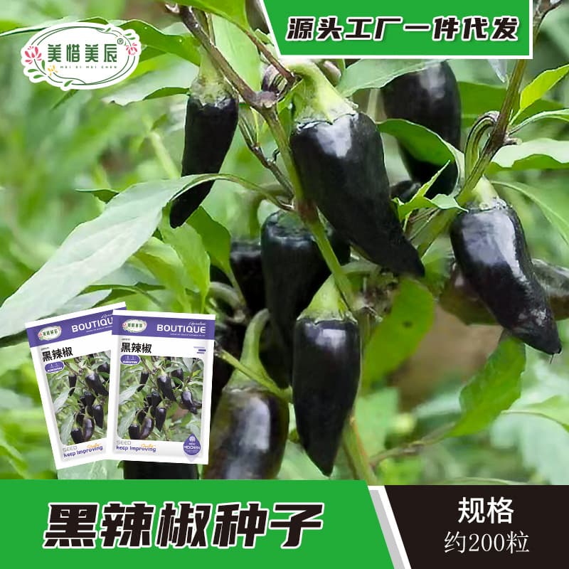 Black Pepper Seeds Beauty Pepper Purple Princess Pointed Pepper Seeds Black Purple Color Bell Pepper Horn Pepper Vegetable Seeds
