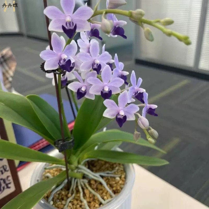 Phalaenopsis Orchid 'Xiaohui Purple' with Flower Spike, Imported Variety, Perennial Potted Plant with Buds, Easy-to-Grow Green Plant with Rich Color