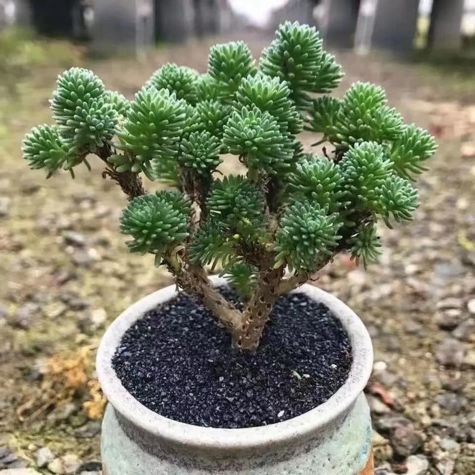Sedum multiceps Cluster Old Stump Succulent Plant Combination Potted Green Plant Flower Office Indoor Balcony Cute Succulent Anti-Radiation