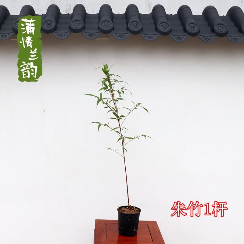 Red cold bamboo, purple cold bamboo, high-end high-end bamboo, indoor and outdoor courtyard celebrity bamboo, inner door bamboo, rice bamboo