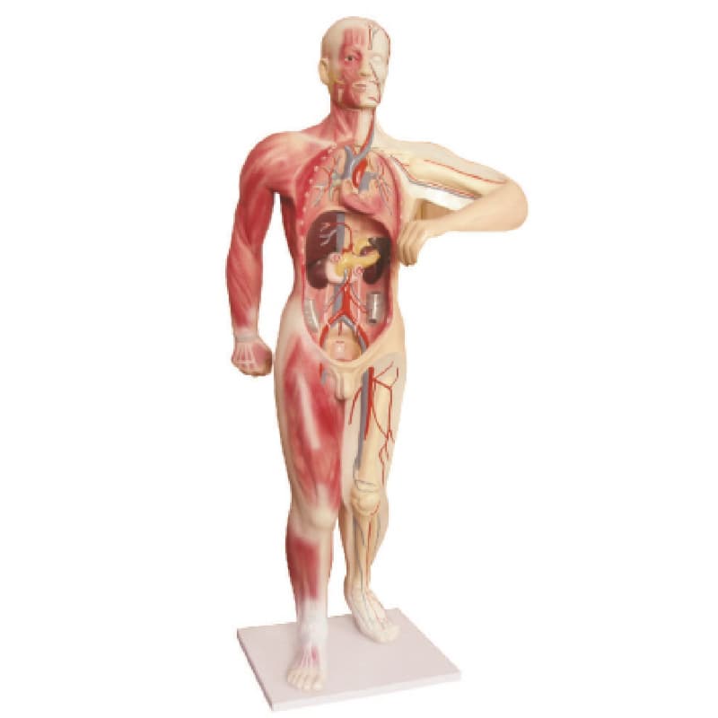 Human Full Body Blood Vessel Model, Systemic Circulation System Model, Human Anatomy Model, Full Body Simulation for Teaching