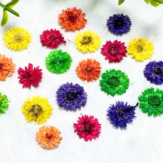 Small Fragrant Pressed Flower Scented Candle Nail Art Dried Flower Manufacturer Real Flower Face Makeup Pressed Flower DIY Pressed Flower Painting Greeting Card