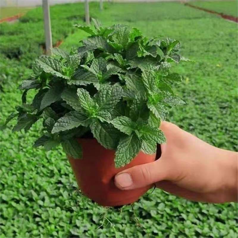 Mint and Rosemary Potted Plants - Edible Green Plants, Tabletop Decor, Mosquito Repellent, Easy to Grow, Refreshing Aroma, Air Purifying