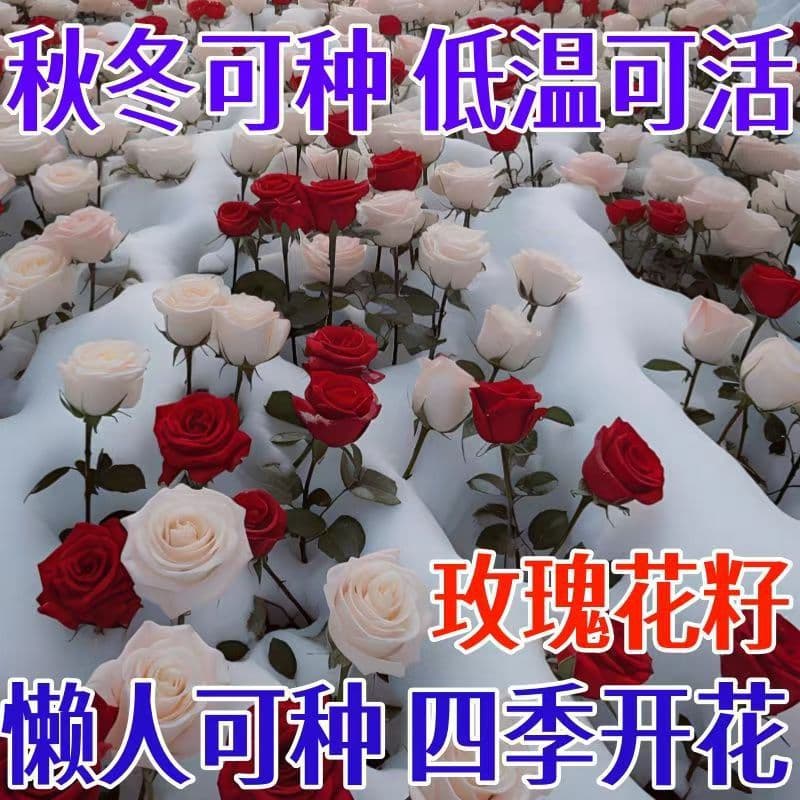 [E-commerce only] Cross-border rose seeds red rose multi-headed rose seeds are sown in four seasons and are cold-resistant