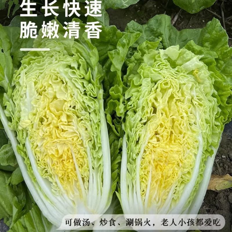Four-Season Cream Fast Cabbage Seeds, Chinese Cabbage Seeds, Heat-Tolerant Fast-Growing Cabbage Seeds, Balcony Vegetable Seeds Complete Set