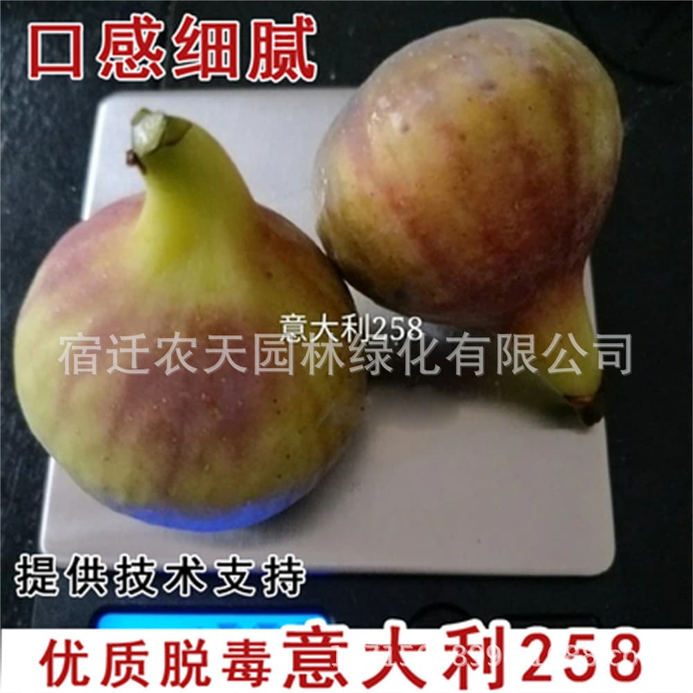 Japanese Purple Fig Tree Fruit Seedling Potted with Fruit and Soil Extra Large Bearing Stella Fig Tree Seedling