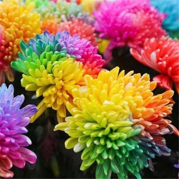 Rainbow Chrysanthemum Seeds Mixed Colors Garland Chrysanthemum Seeds Home Gardening Ornamental Flower Seeds Four Seasons Sowing