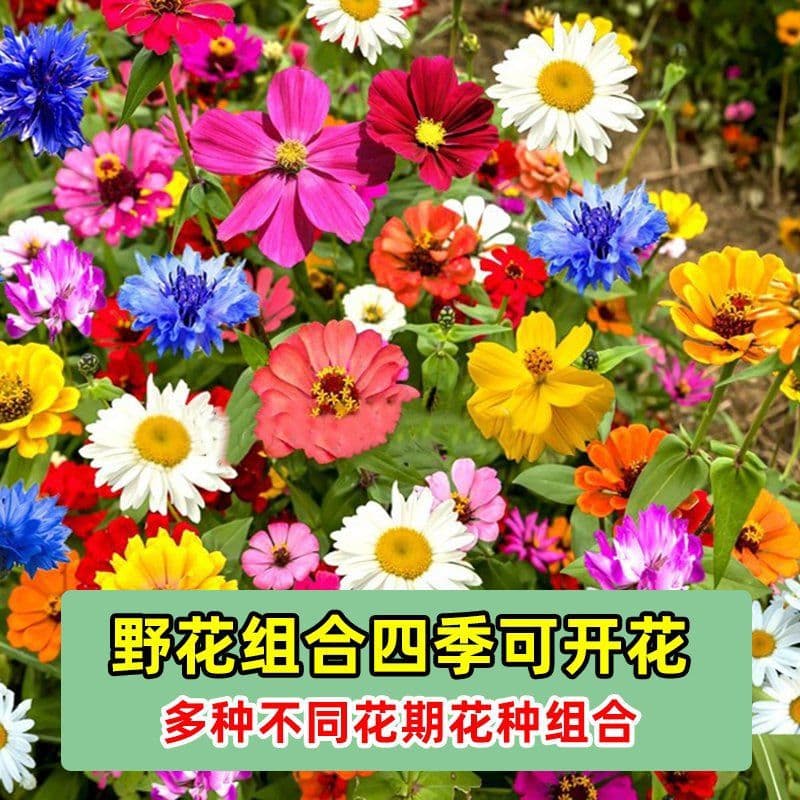 Wildflower Mix Seeds, Chrysanthemum, Cosmos, Sunflower Seeds, Sow in All Seasons, Blooming Flowers
