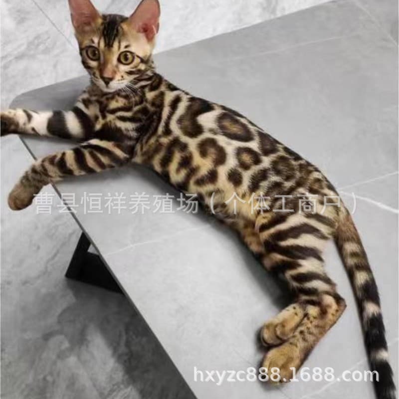 Bengal Cat Live Purebred Asian Leopard Cat Hollow Large Rosette Pattern Domestic Short Hair Kittens Leopard Pattern Pet Cats Silver Leopard