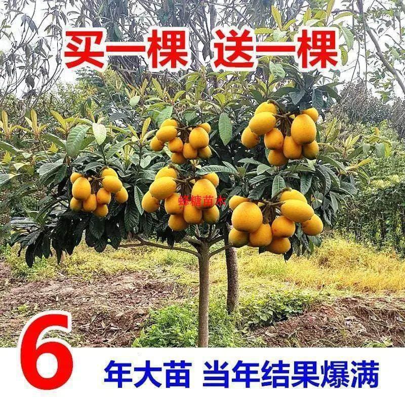 Five-Star Sapling Sugar Loquat Loquat Sapling Seedless, Bears Fruit Same Year, Grafted Large Fruit Tree Sapling for Southern and Northern Planting