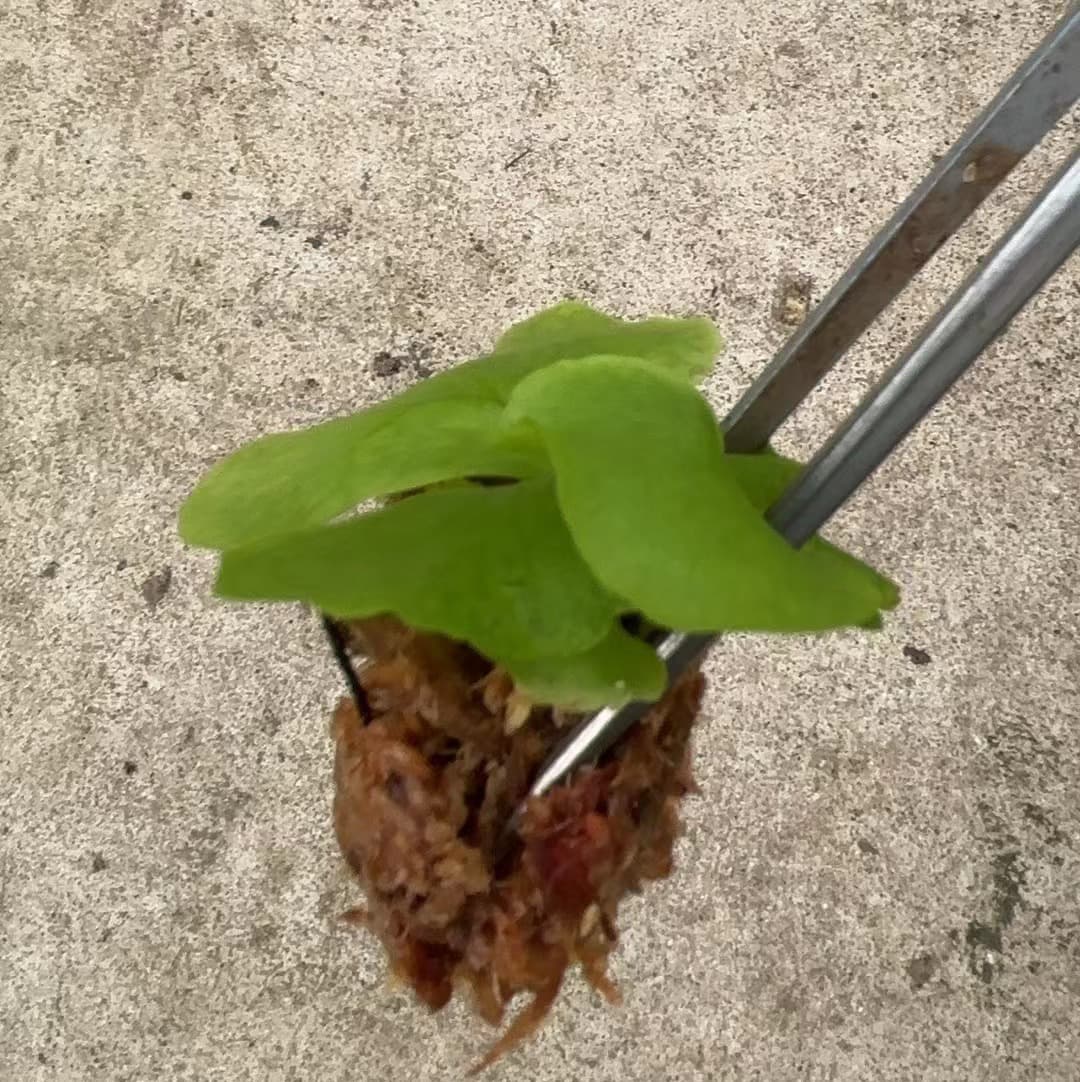 Source Factory Supply Asian Monkey Brain Staghorn Fern Unique Landscaping Green Plant Landscape Fern Potted Seedling