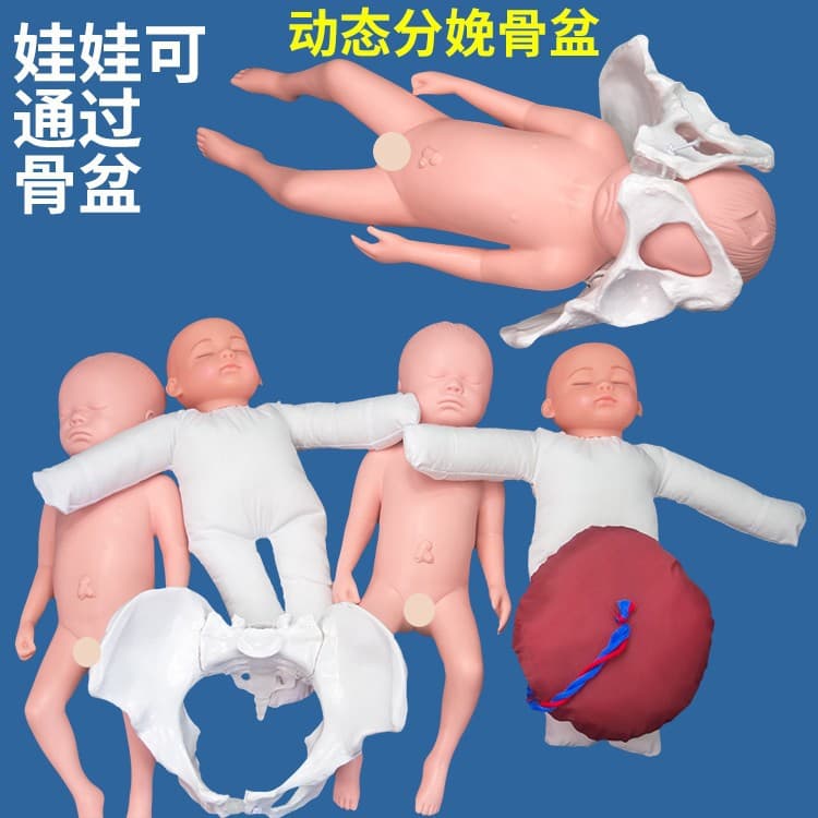 Health center pregnant women school delivery pelvic model with baby pelvic pubic symphysis sacroiliac joint movable