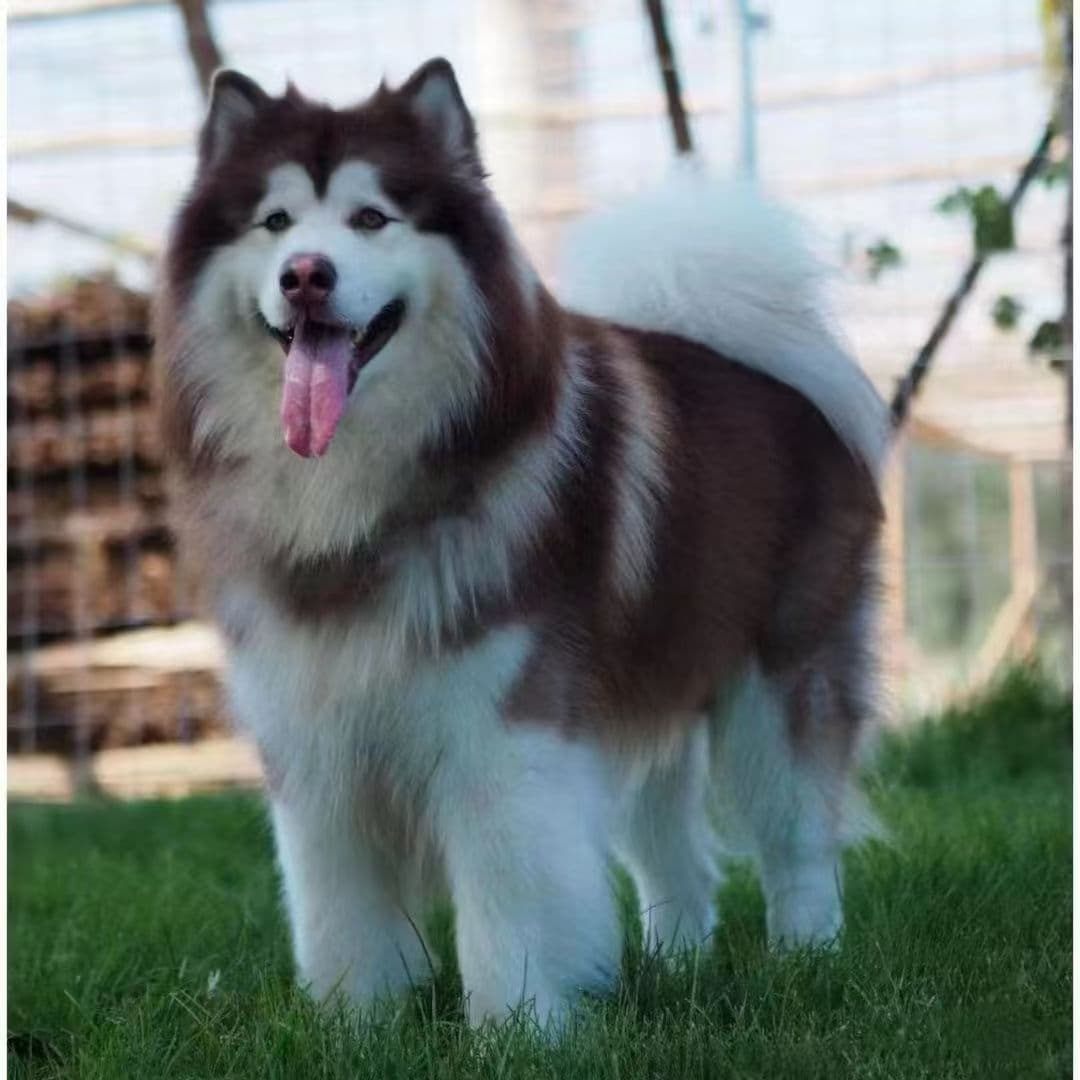 Wholesale Purebred Alaskan Malamute Puppies, Live Dual Bloodline Alaskan Large Breed Dogs, Alaskan Sled Dogs