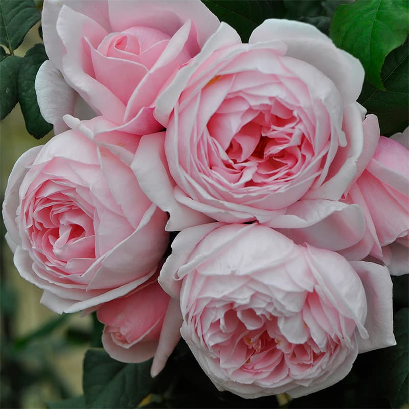 Direct shipping of Nahema climbing rose seedlings, climbing flowering roses, four-season potted plants, trees, and greenery
