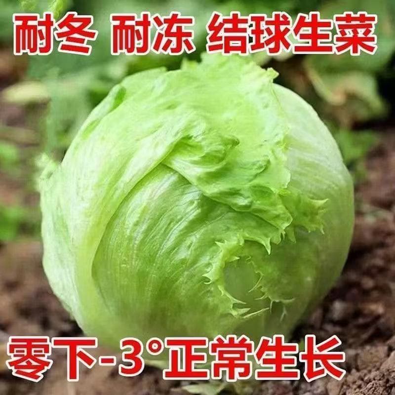 Ball Lettuce Seeds, Round Lettuce Seeds, Lettuce Seeds for Sowing in Spring, Summer, and Autumn, Ball-Shaped Vegetable Seeds, Lettuce Seeds