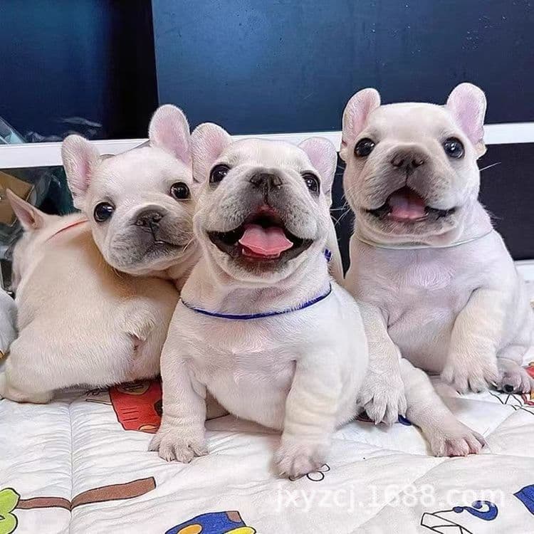 Wholesale French Bulldog Puppy Live Dog French Bulldog Small Dog Bulldog Pet Dog Purebred Dog Easy to Keep Pet