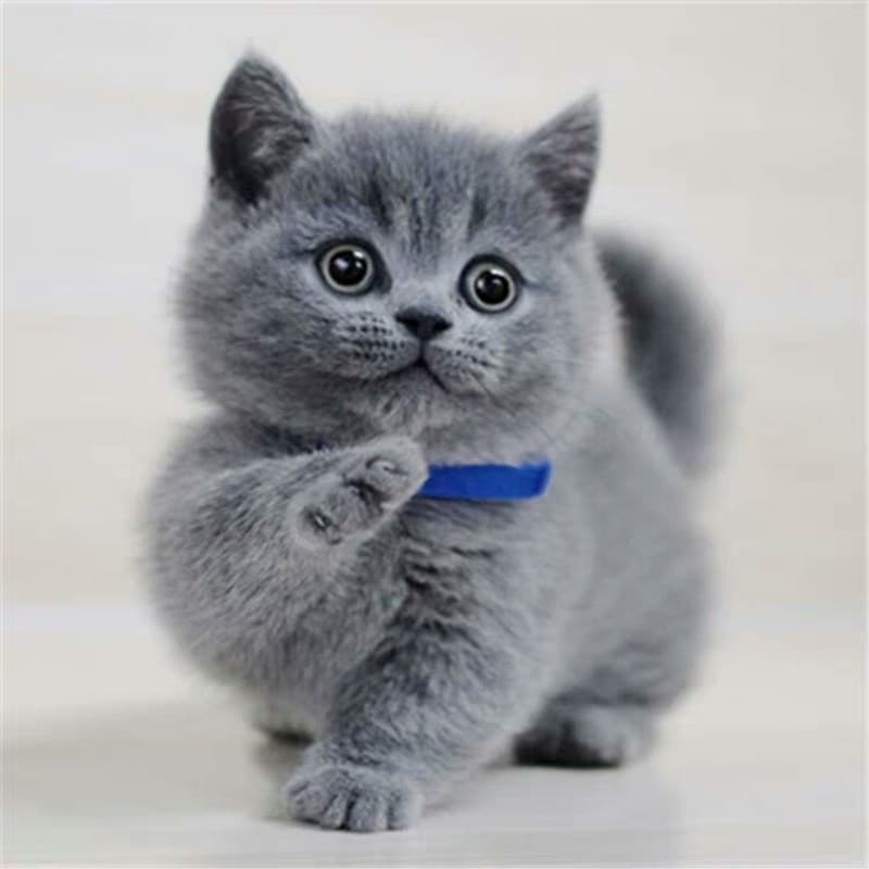 Blue Cat Live Kitten British Shorthair Kitten Live Purebred Golden Shaded Silver Point Blue and White Cat Live Pet Cat