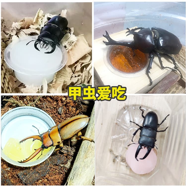 Beetle Jelly Unicorn Insect Jelly Stand Snack Elephant Beetle Scarab Adult Beetle Brown Sugar Stag Beetle Food